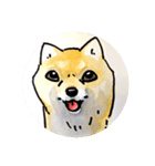 福ふくまねきやワンコ6犬種（個別スタンプ：3）