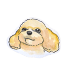 福ふくまねきやワンコ6犬種（個別スタンプ：10）