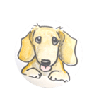福ふくまねきやワンコ6犬種（個別スタンプ：20）