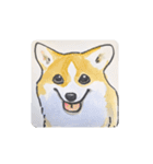 福ふくまねきやワンコ6犬種（個別スタンプ：24）