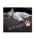 にゃんこだらけスタンプ（個別スタンプ：1）