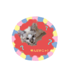 にゃんこだらけスタンプ（個別スタンプ：4）
