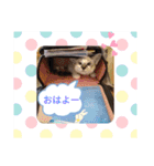 にゃんこだらけスタンプ（個別スタンプ：6）