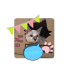 にゃんこだらけスタンプ（個別スタンプ：7）