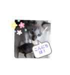 にゃんこだらけスタンプ（個別スタンプ：8）