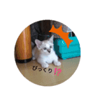 にゃんこだらけスタンプ（個別スタンプ：12）