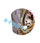 にゃんこだらけスタンプ（個別スタンプ：13）