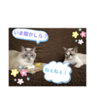 にゃんこだらけスタンプ（個別スタンプ：16）