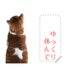 のび〜る猫のメッセージスタンプ（個別スタンプ：18）