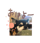 うちんちのらぶちゃん♀（個別スタンプ：2）
