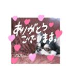 うちんちのらぶちゃん♀（個別スタンプ：3）