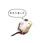 幸せのインコ1（個別スタンプ：1）
