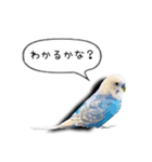 幸せのインコ1（個別スタンプ：2）