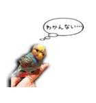 幸せのインコ1（個別スタンプ：3）