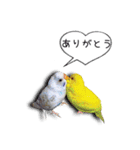 幸せのインコ1（個別スタンプ：5）