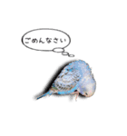 幸せのインコ1（個別スタンプ：6）