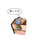 幸せのインコ1（個別スタンプ：8）