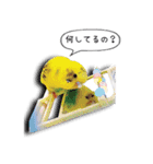 幸せのインコ1（個別スタンプ：10）
