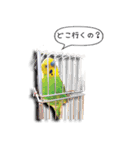 幸せのインコ1（個別スタンプ：11）