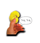 幸せのインコ1（個別スタンプ：12）