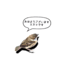 幸せのインコ1（個別スタンプ：13）