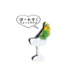幸せのインコ1（個別スタンプ：19）