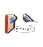 幸せのインコ1（個別スタンプ：21）