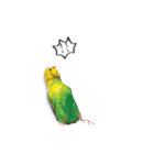 幸せのインコ1（個別スタンプ：23）