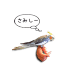 幸せのインコ1（個別スタンプ：24）