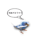 幸せのインコ1（個別スタンプ：30）