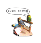 幸せのインコ1（個別スタンプ：31）
