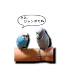 幸せのインコ1（個別スタンプ：35）