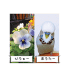 幸せのインコ1（個別スタンプ：36）