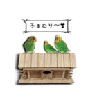 幸せのインコ1（個別スタンプ：37）