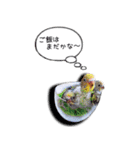 幸せのインコ1（個別スタンプ：40）