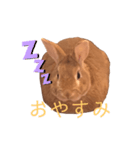 まるうさぎ2020のあ（個別スタンプ：4）