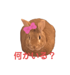 まるうさぎ2020のあ（個別スタンプ：7）