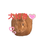 まるうさぎ2020のあ（個別スタンプ：15）
