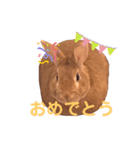 まるうさぎ2020のあ（個別スタンプ：23）