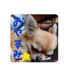 我が家のプリンさん（個別スタンプ：1）