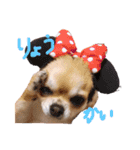 我が家のプリンさん（個別スタンプ：3）