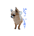 我が家のプリンさん（個別スタンプ：4）