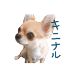 我が家のプリンさん（個別スタンプ：6）