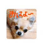 我が家のプリンさん（個別スタンプ：14）