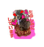 トイプードル 風和とヴィヴィアン（個別スタンプ：2）