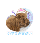 トイプードル 風和とヴィヴィアン（個別スタンプ：12）