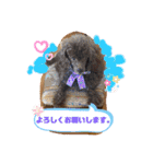 トイプードル 風和とヴィヴィアン（個別スタンプ：14）