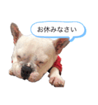 ぶーのスタンプ③です。（個別スタンプ：4）