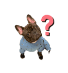 愛犬トラちゃん（個別スタンプ：1）