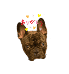 愛犬トラちゃん（個別スタンプ：3）